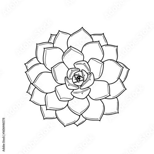 black and white line drawing of a succulent or flowering plant with intricate, overlapping petals or leaves. The overall shape resembles a rosette or spiral pattern, creating a visually striking and g