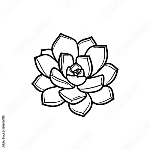 black and white line drawing of a succulent or flowering plant with intricate, overlapping petals or leaves. The overall shape resembles a rosette or spiral pattern, creating a visually striking and g