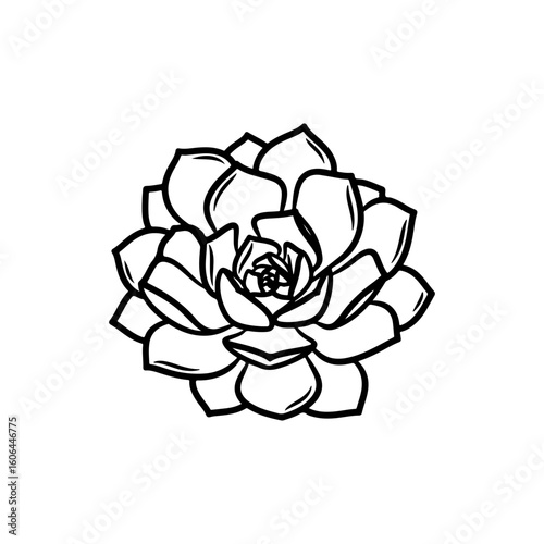black and white line drawing of a succulent or flowering plant with intricate, overlapping petals or leaves. The overall shape resembles a rosette or spiral pattern, creating a visually striking and g
