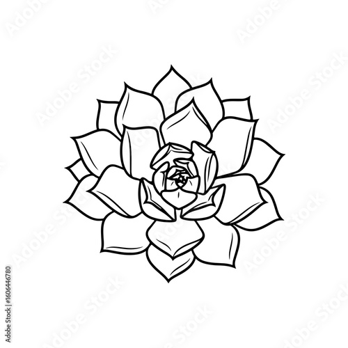 black and white line drawing of a succulent or flowering plant with intricate, overlapping petals or leaves. The overall shape resembles a rosette or spiral pattern, creating a visually striking and g