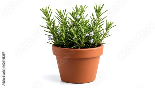 Aromatic rosemary plant in terracotta pot against white background image