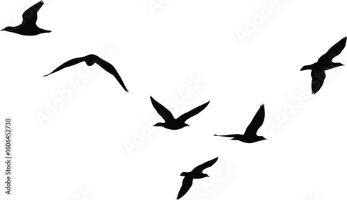 Silhouette of a Flock of Birds Flying in Formation Against a White Background