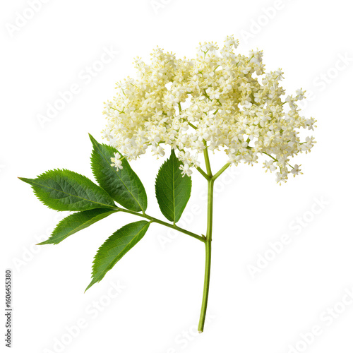 Pristine elderflower inflorescence with creamy-white cyme, delicate petals, green serrated leaves, and brown stem, a macro studio shot against a clean white background with copy space, natural purity