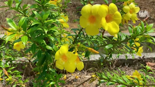 yellow tulip flowers allamanda blowing in the wind waving