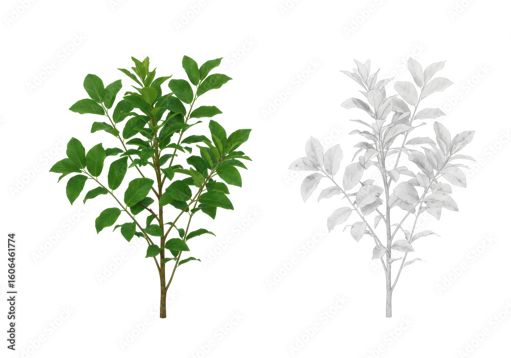 Fototapeta premium Lush Green and White Floral Branches Displaying Natural Beauty and Contrast