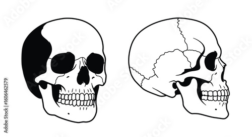 Black and White Human Skull Vector Set – Front and Side View