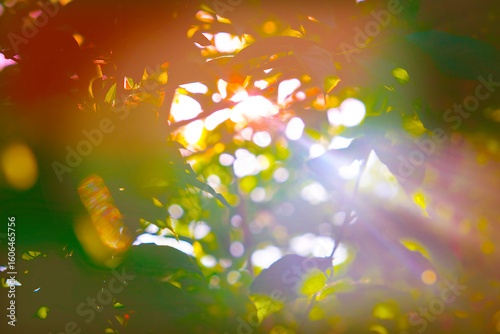 Fairy nature, autumn landscape, soft blurred sunset light, back lit. Magical, majestic autumn nature. Atmospheric mood. Mystery nature