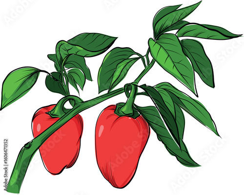 Red bell peppers on plant branch illustration