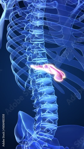 Human pancreatitis discomfort medical concept