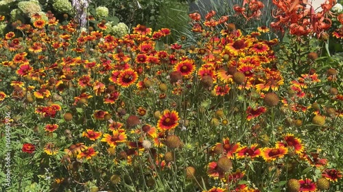 a field of blooming gaillardia. bright red summer flowers