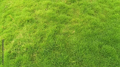 a lush green grass background that feels calming and refreshing.