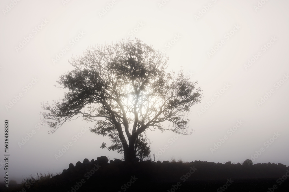 Obraz premium Silhouette of a leafless tree in backlight with the sun shining through it