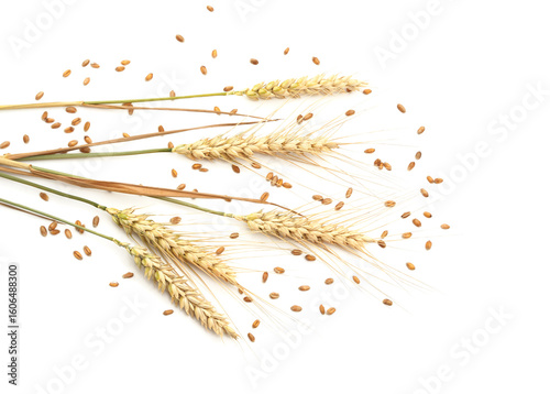 Wheat ears and grains.