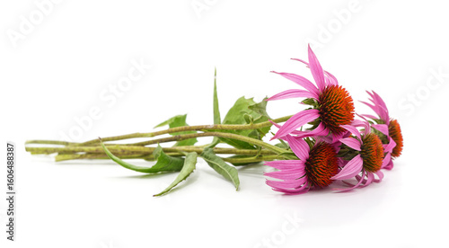 Pink flowers of echinacea.