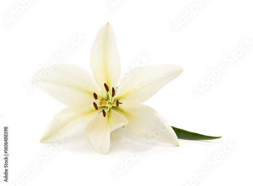 White lily with a leaf.