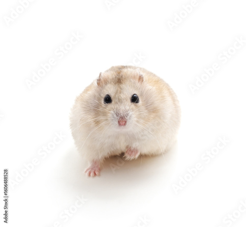 White little hamster.