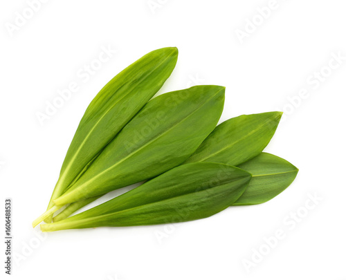 Fresh ramson leaves.