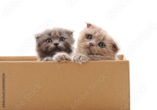 Kittens in a box.