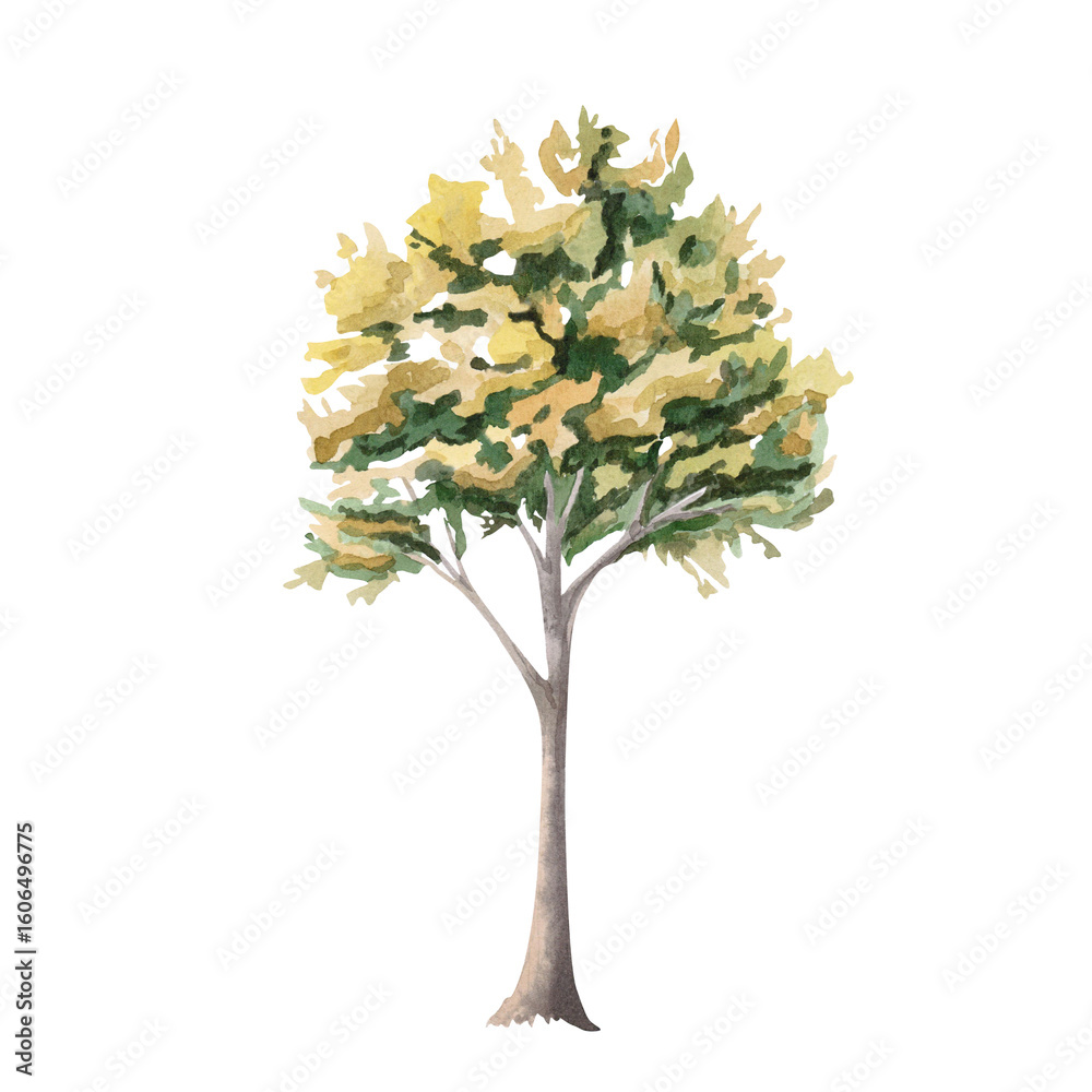 Fototapeta premium Autumn tree in yellow and green tones. Isolated watercolor illustration for garden center brochures, apartment interior, restaurant seasonal menu, postcard printing.