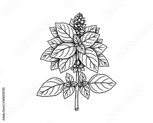 Basil Plant Illustration, Aromatic Herb with Detailed Leaves and Flower Bud, Botanical Design, Vector Illustration