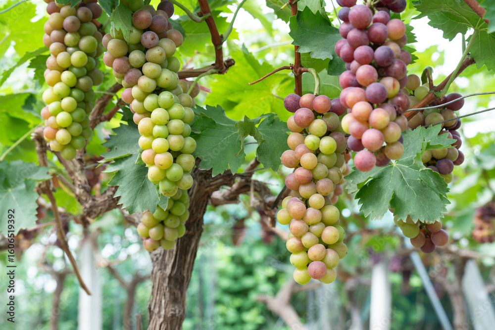 close up vine in vineyard close up vine in vineyard
