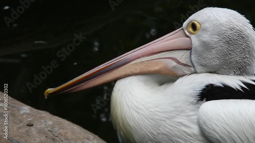 Close-up of an Australian pelican with long pink bill and bright yellow eyes, resting calmly near water. Ideal for wildlife, bird watching, and nature conservation themes.