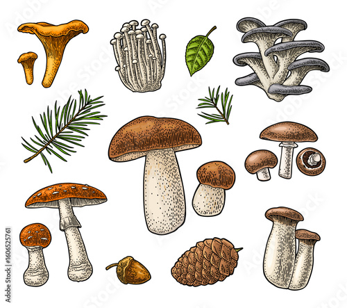 Set mushroom. Chanterelle, boletus, oyster, amanita, eryngi, champignon. Vector vintage color engraved illustration. Isolated on white