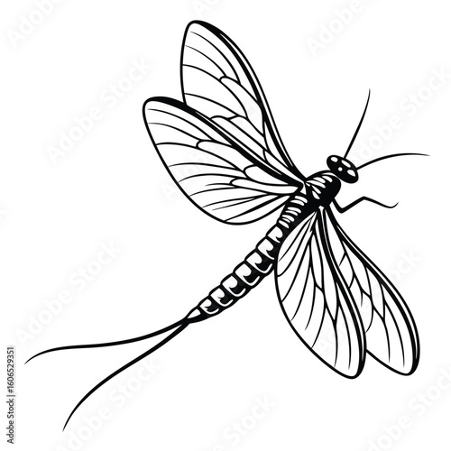 Detailed Monochrome Illustration of a Mayfly Insect with Delicate Wings and Long Tails Against a White Background