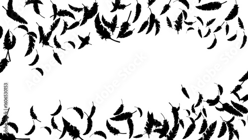 黒い鳥の羽がふわふわと舞う（16:9）1 Feather Series:Many black bird feathers fluttering