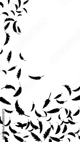 黒い鳥の羽がふわふわと舞う（16:9）縦2 Feather Series:Many black bird feathers fluttering
