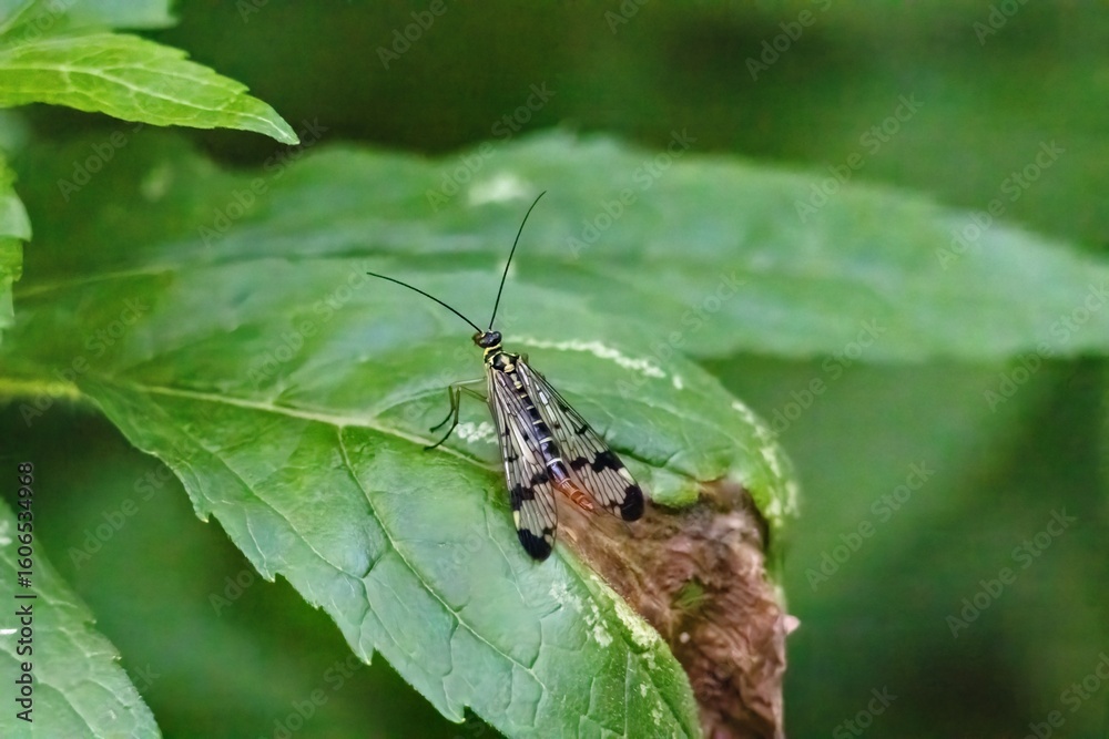 Fototapeta premium bug on a green leaf