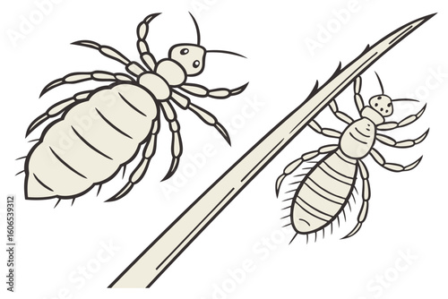 Detailed Illustration of Head Lice Infestation on a Hair Strand Parasitic Insects and Close Up View of Common Pest
