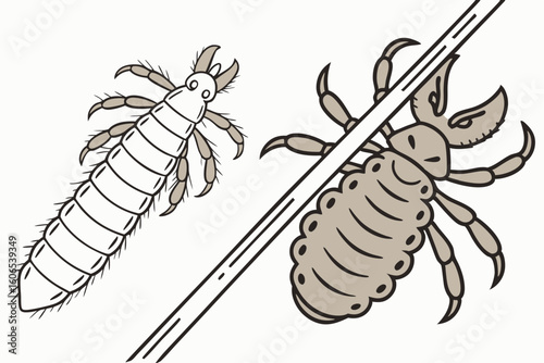 Comparison of Lice Depicting Body and Crab Lice Contrasted by Physical Attributes and Distinctive Characteristics Against a Plain Background