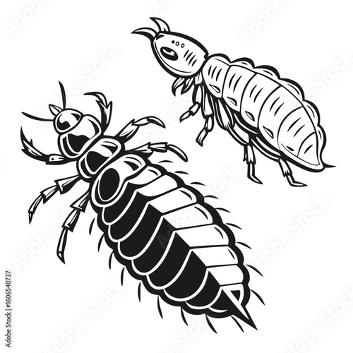 Detailed Black and White Illustration of Two Distinct Insect Species with Segmented Bodies and Prominent Appendages Displayed on White Background
