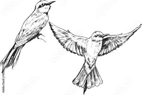 Vintage ink illustration of a bee-eater bird on branch and mid-flight, showing long tail and elegant wings. Great for nature wall art, bird studies, and educational wildlife projects or sketch collect