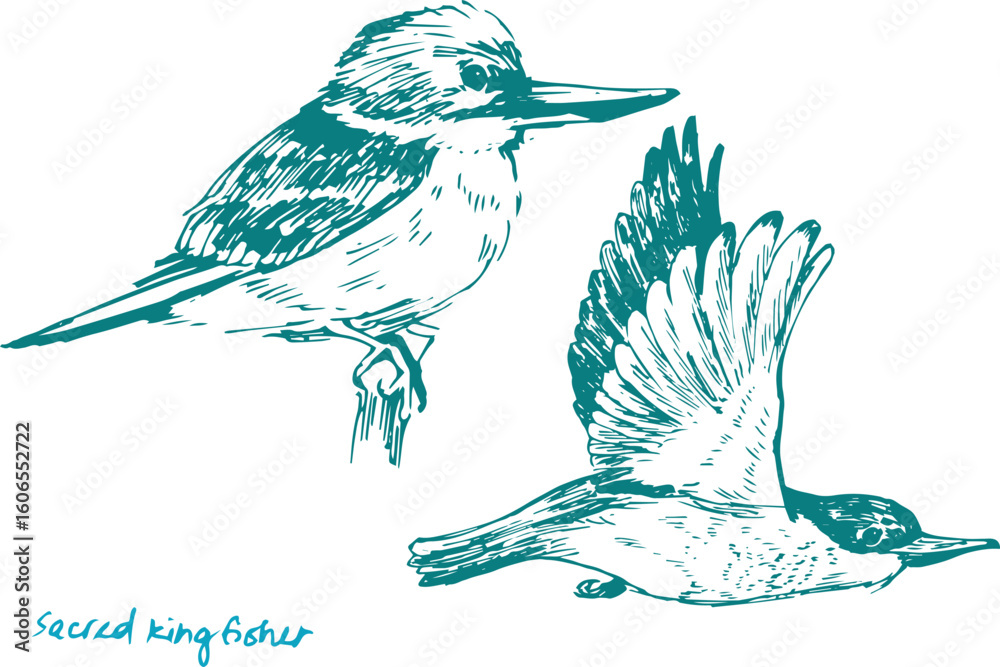 Teal ink illustration of Sacred Kingfisher in flight and perched on a branch, detailed vintage art of iconic Australian bird