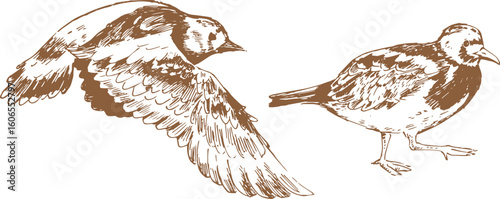 Brown ink drawing of Ruddy Turnstone walking and flying, detailed coastal bird illustration with realistic plumage and linework