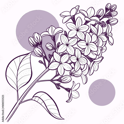 vector illustration of a lilac branch