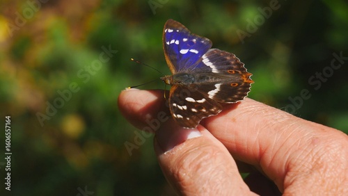 Apatura iris is found on the finger of the hand..