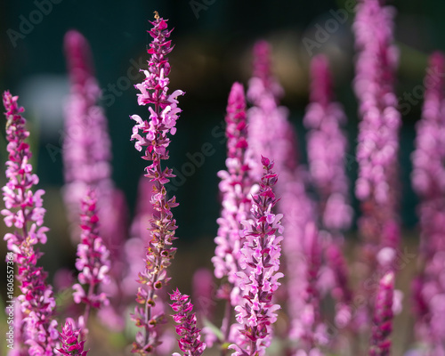 A bee and pink salvia flowers. Salvia nemorosa or woodland sage pink flowers close up. Pink Woodland Sage (Salvia nemorosa) 'Caradonna Pink'. 