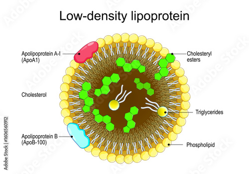 Low-density lipoprotein. Cross section of LDL