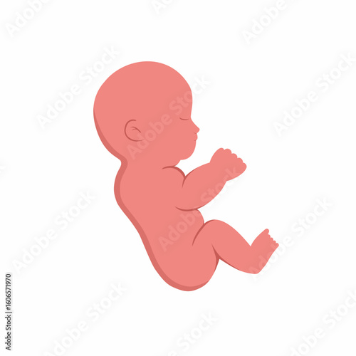 vector illustration of a baby fetus on a white background