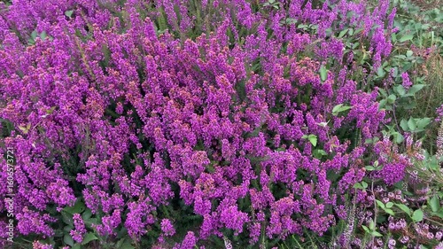 Heather Erica cinerea in bloom