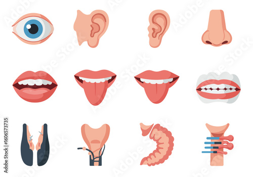 A collection of anatomical human senses facial features and organs is displayed in a grid pattern
