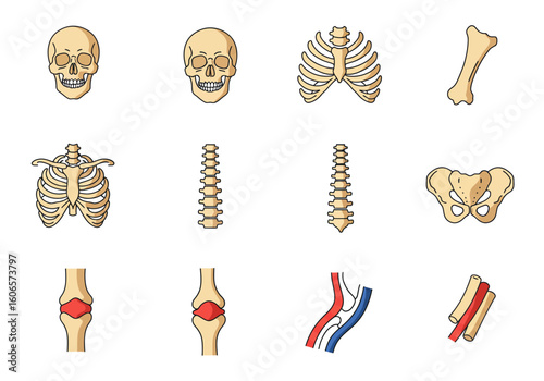 A visual array showcasing human skeletal components joints and vasculature