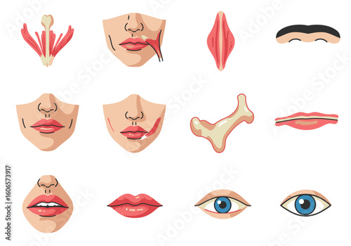 Anatomical illustrations of facial structures including muscles bone lips eyes and eyebrows