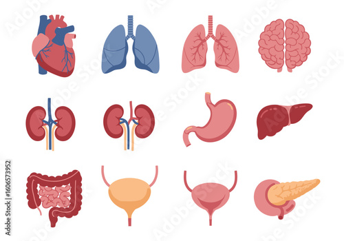 Anatomy diagram showing heart lungs kidneys brain stomach liver intestines bladder and pancreas
