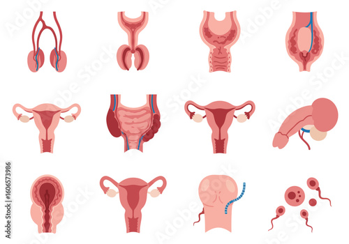 Collection of anatomical drawings showcasing reproductive organs both male and female displayed in a grid format