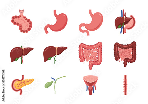 Illustration of 12 different human digestive organs with various shapes and colors on a plain white background