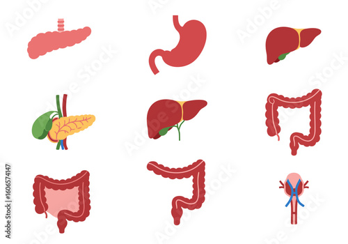 Illustration of anatomical human organs arranged in a grid format